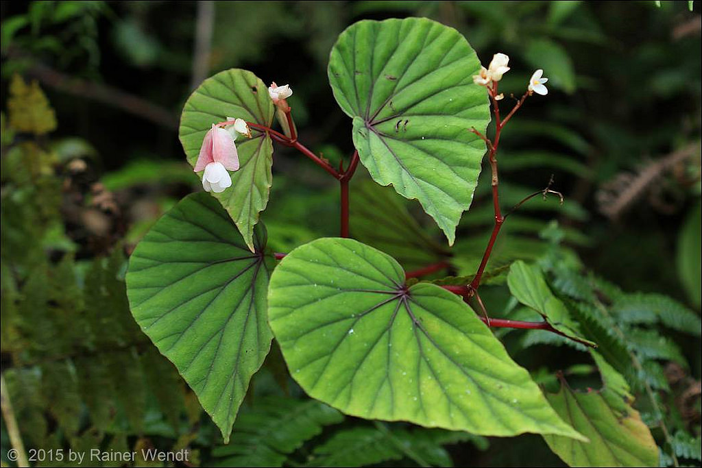 B. beryllae